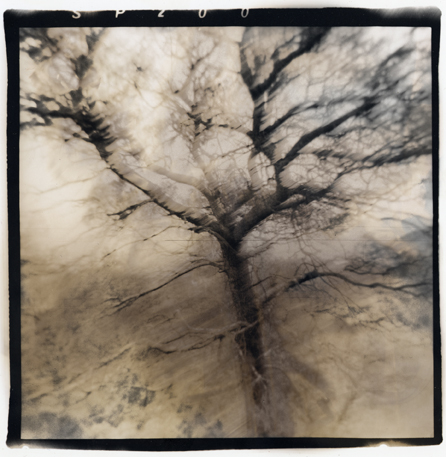 Arbre Holga.jpg